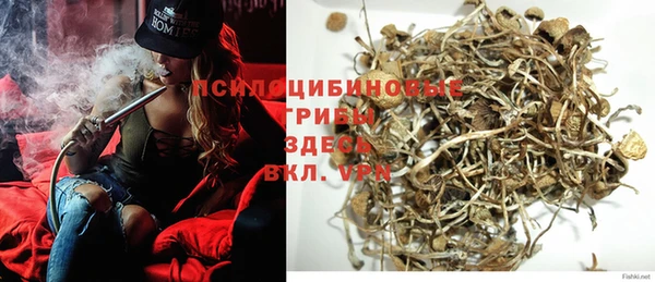 индика Новозыбков